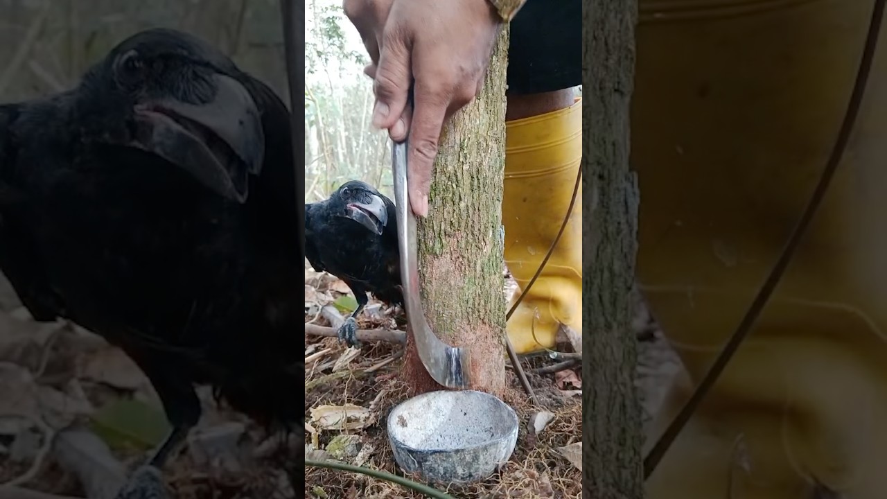 The Nias Parrot Said To Be Enthusiastic About Your Work #oddlysatisfying #rubberwood #harvesting