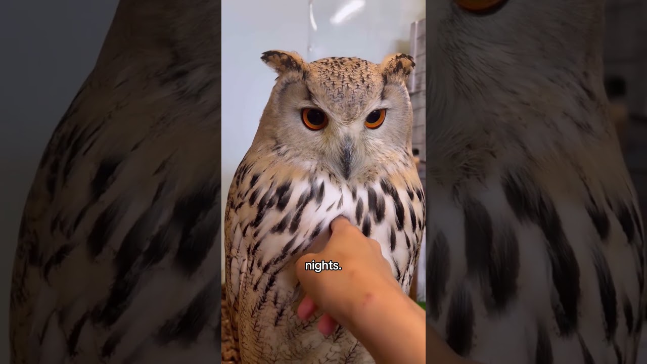 Owls can actually be adorable #owl #birds