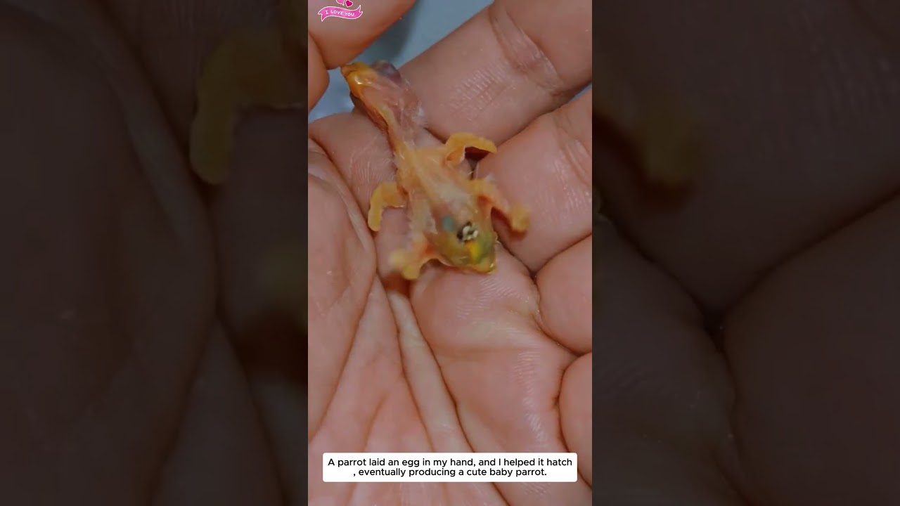 The parrot unexpectedly laid eggs...#lovestory #cute #rescueefforts #animals#birds #parrot #pets ...