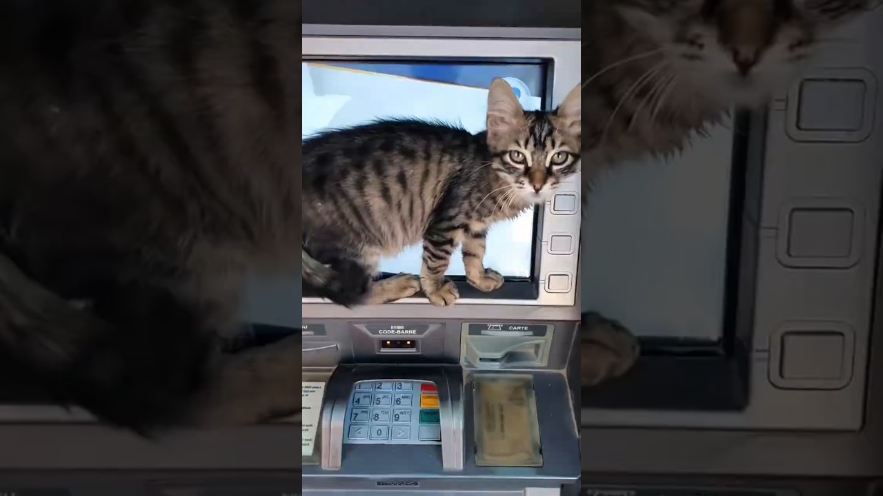 تثبيت قطاوي😍قطة جميله جدا 😅قطط مضحكه🐈💰#قطة #cat #قطة_كيوت