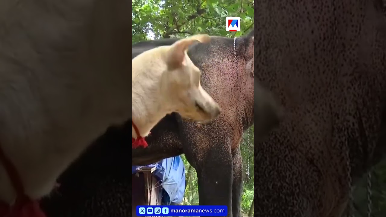 ഗണേശനും കുക്കുവും: ആനയും നായയും തമ്മിലെ അപൂർവ സൗഹൃദം | Elephant Dog