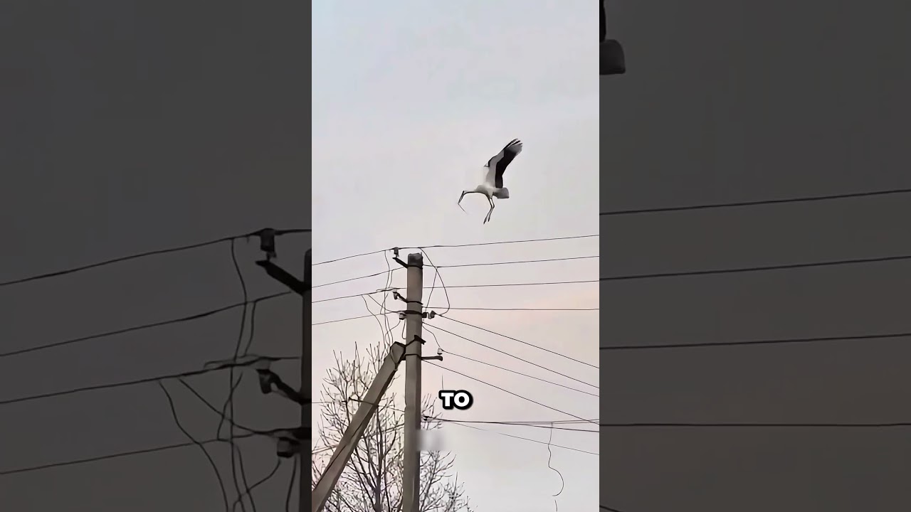 Firefighters Destroyed The strok Nest But 🥹🕊️ #shorts - Published by Dylan Sam
