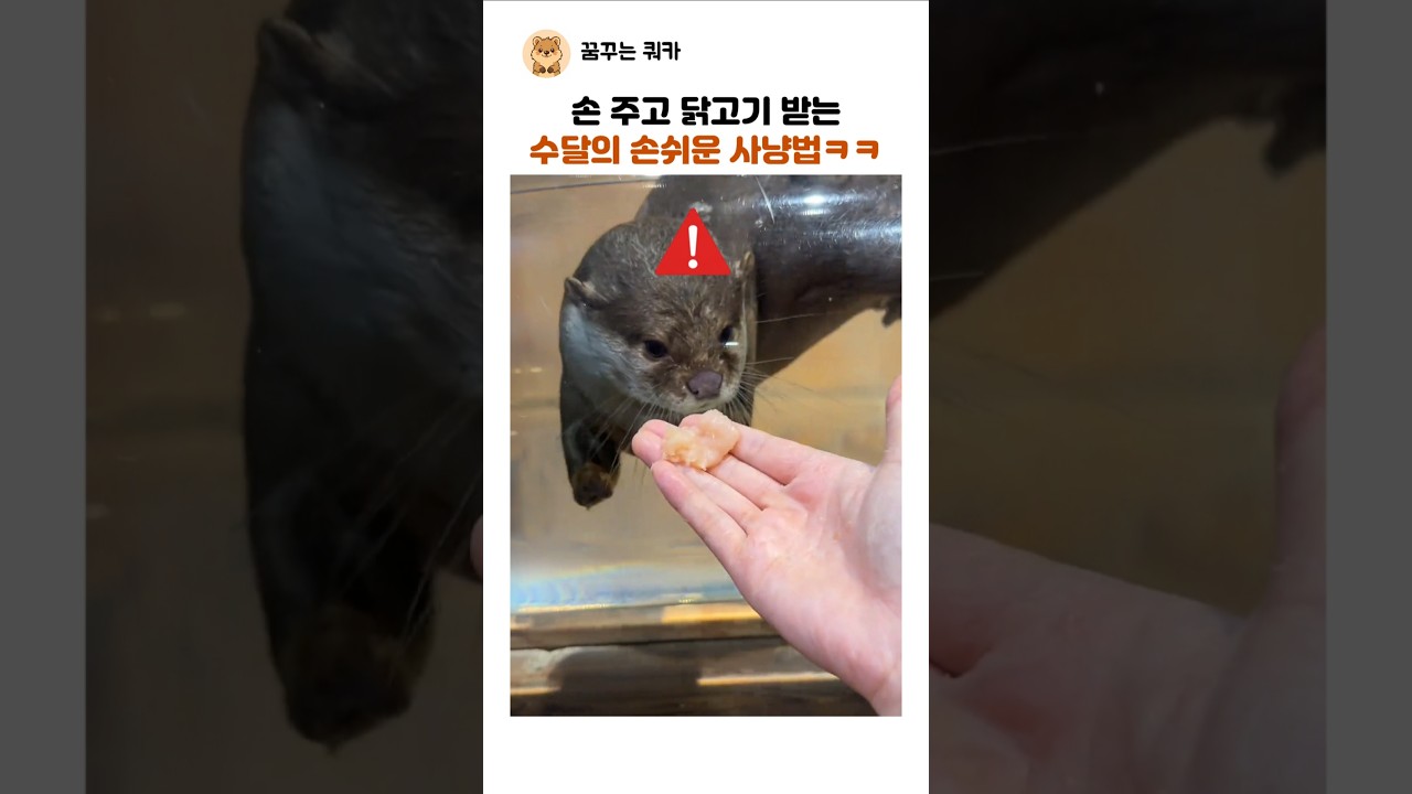[4000만] 손 주고 닭고기 받는 손쉬운 사냥법ㅋㅋ