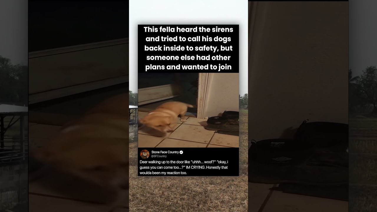 This fella heard the sirens and tried to call his dogs back inside to safety, but someone else had