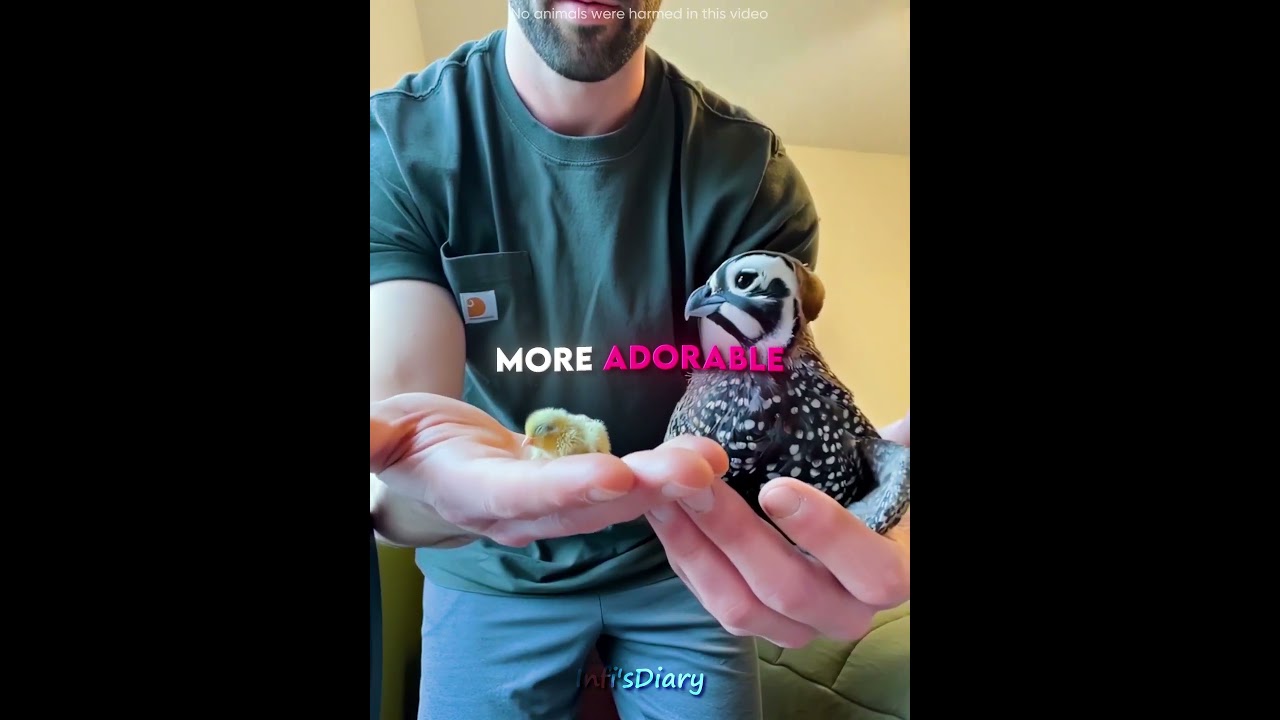 This Man Raised Button Quails with Love🐥🥰 (@fathenfarms/IG) #shorts orts - Published by Infi's Diary