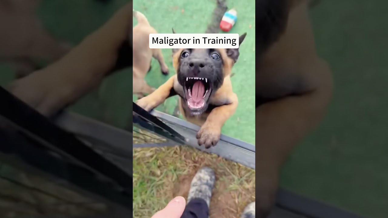 Funny Belgian malionis #dogvideo #funnyvideo #doglife