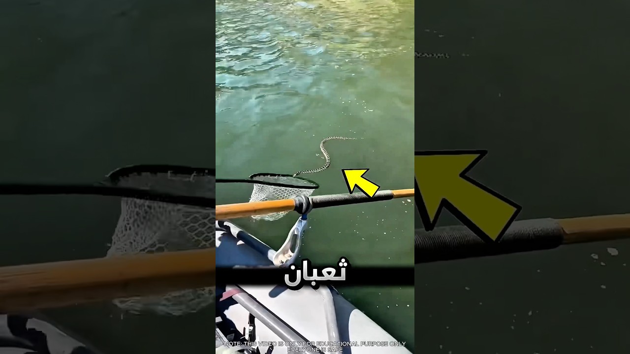 هيك لازم تتصرف اذا جاء ثعبان موية باتجاهك !! 😨 #youtubeshorts