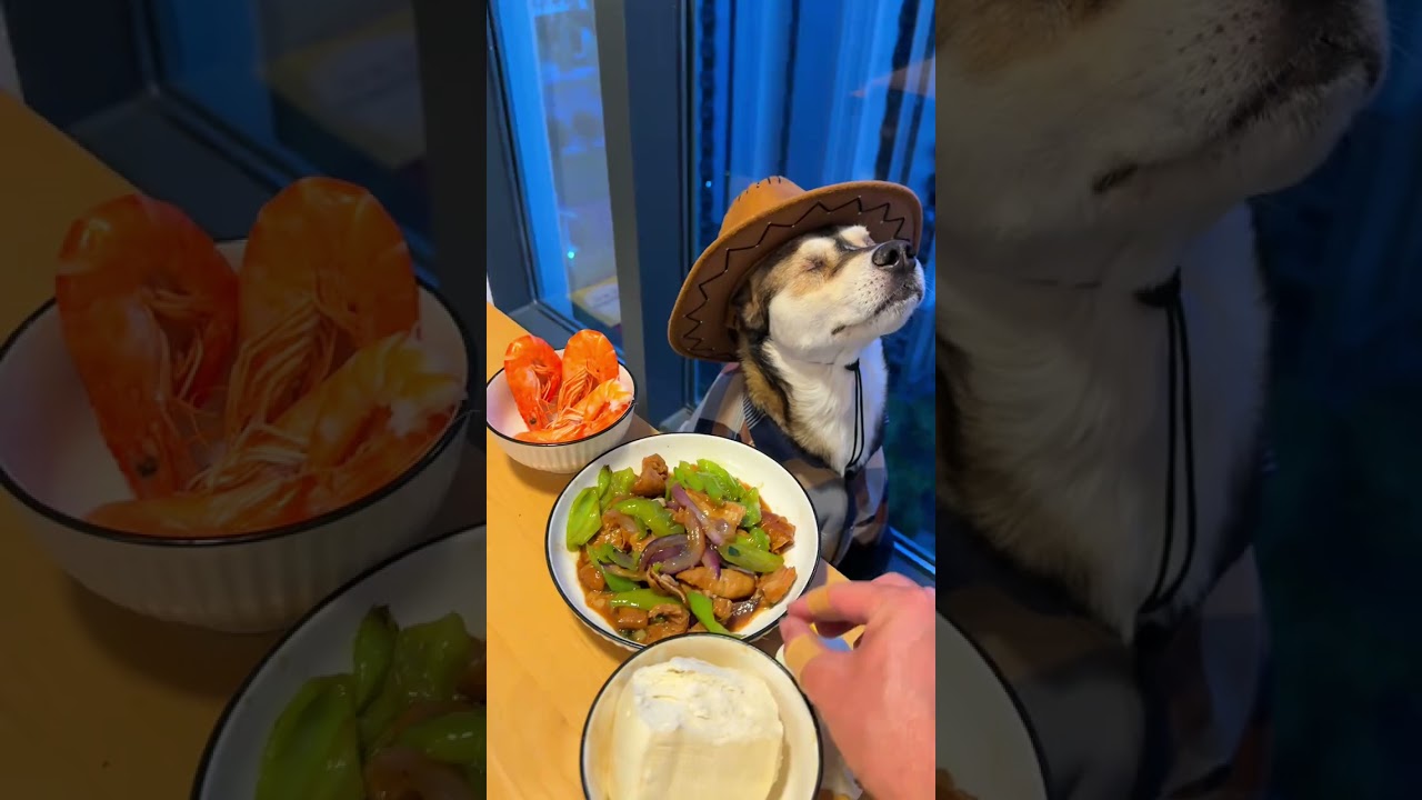 A dog with the composure of a mountain An immersive look at a dog eating Creator Center Cr