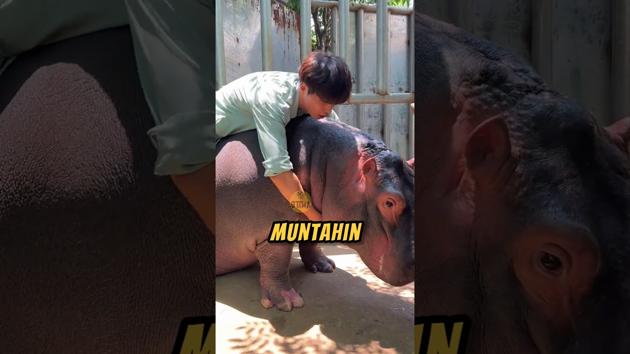SAHABAT BAIK‼️😮 #hewanlucu #hewan #videoviral