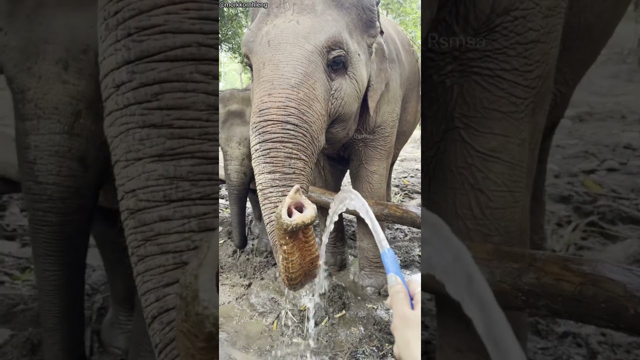 Hathi Ko Paani Dene Gaya… Phir Jo Hua 😱🐘 || water pipe