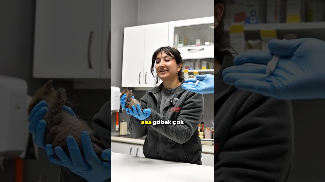 Engelli bir kediyi sahiplenir misiniz