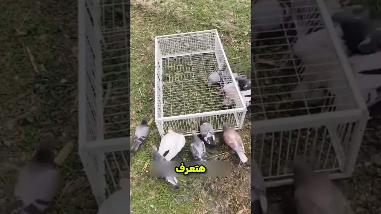 بابا جاب قفص خربان | قصص روعة 😲 #شورت