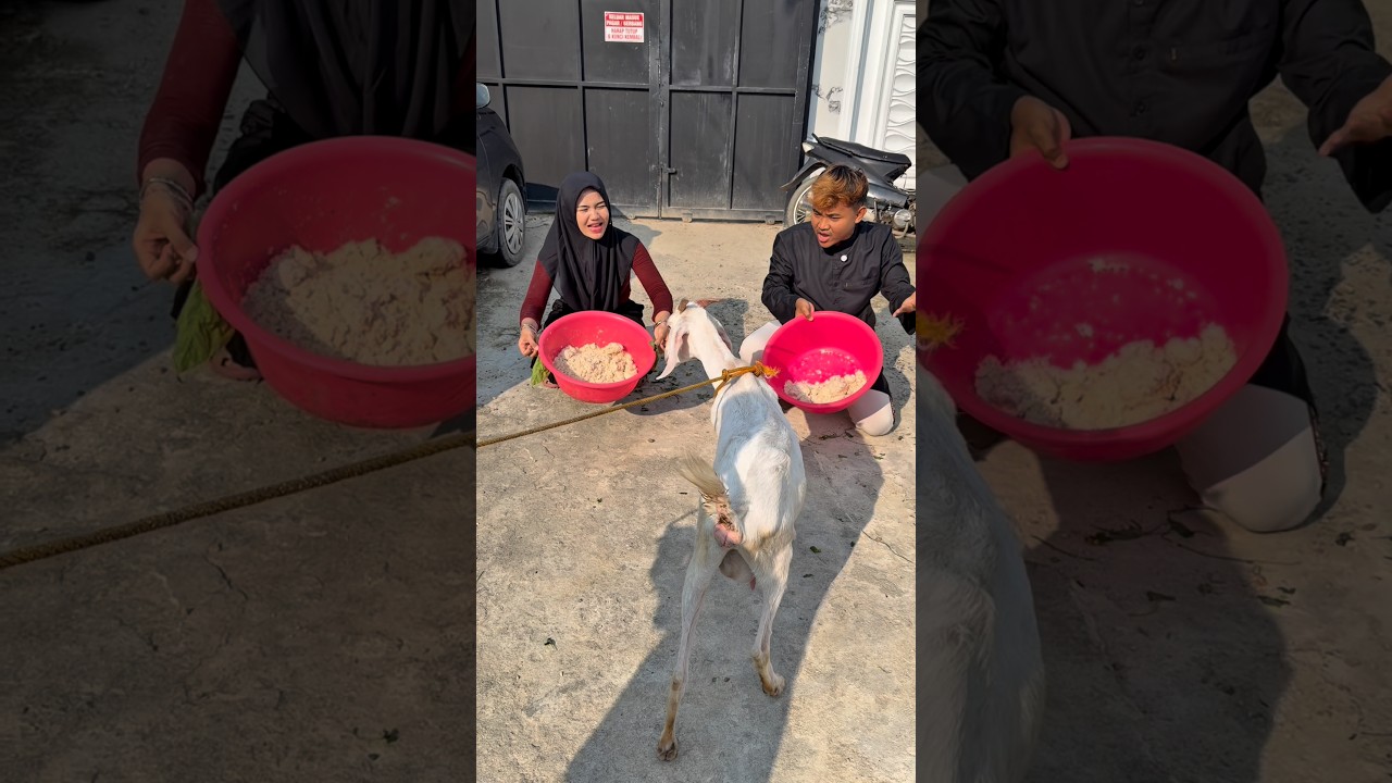 Kambing pilih papa atau bunda