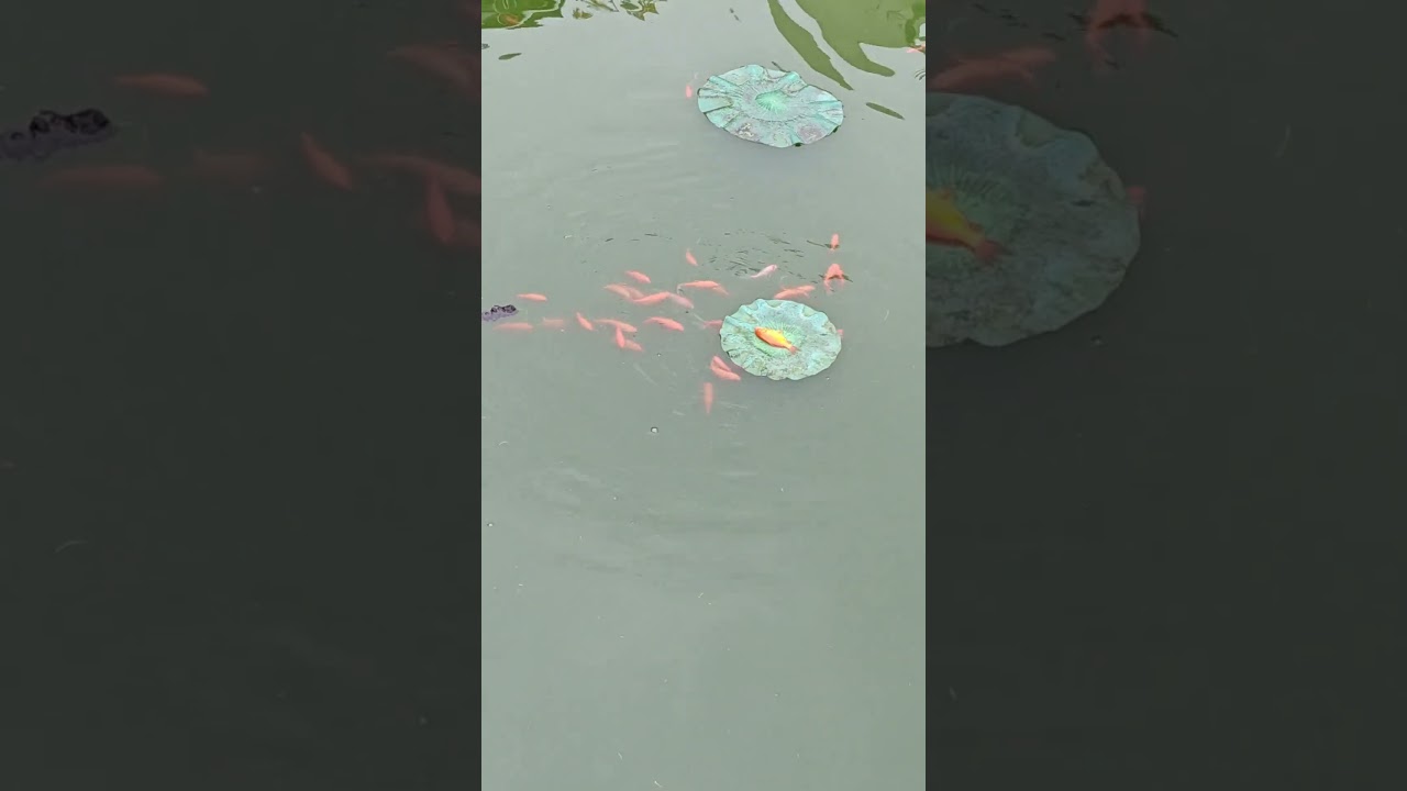 Fish Struggling to Survive