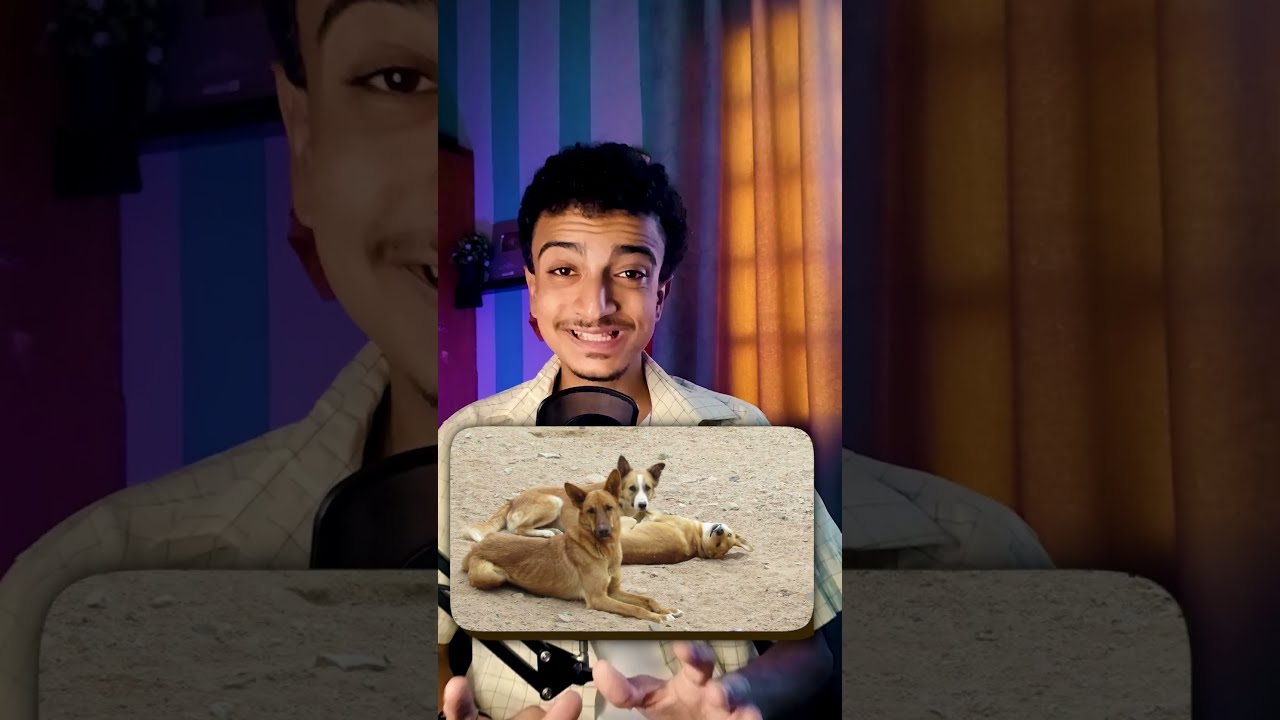 الكلاب بتحبنا ؟ 🐶