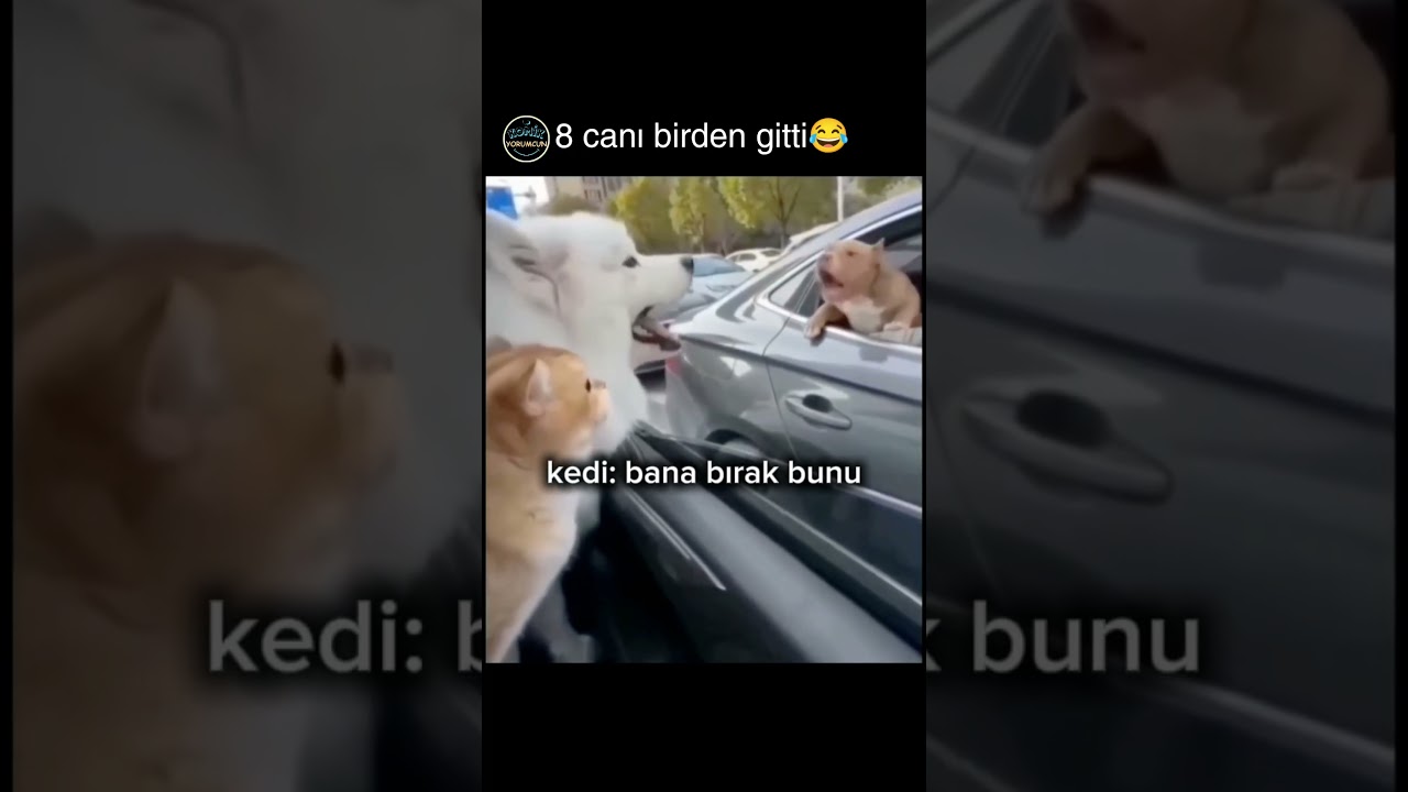 kafası kedi kadar😂