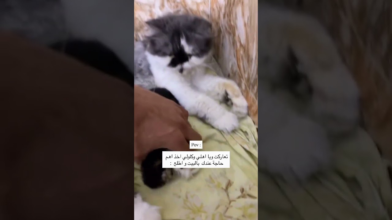 اهم شي البزازين 😂😂😂😂😂😂#حويدر #ابوسوكه #حيوانات اليفه# #pov #قطط #cat