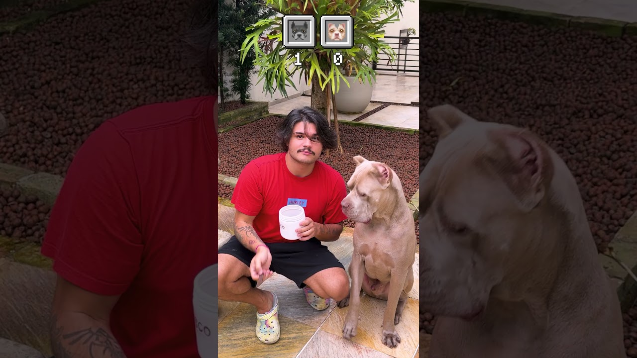 QUAL DO MEUS CACHORROS É O MELHOR?! #shorts #dog #cachorrosdivertidos