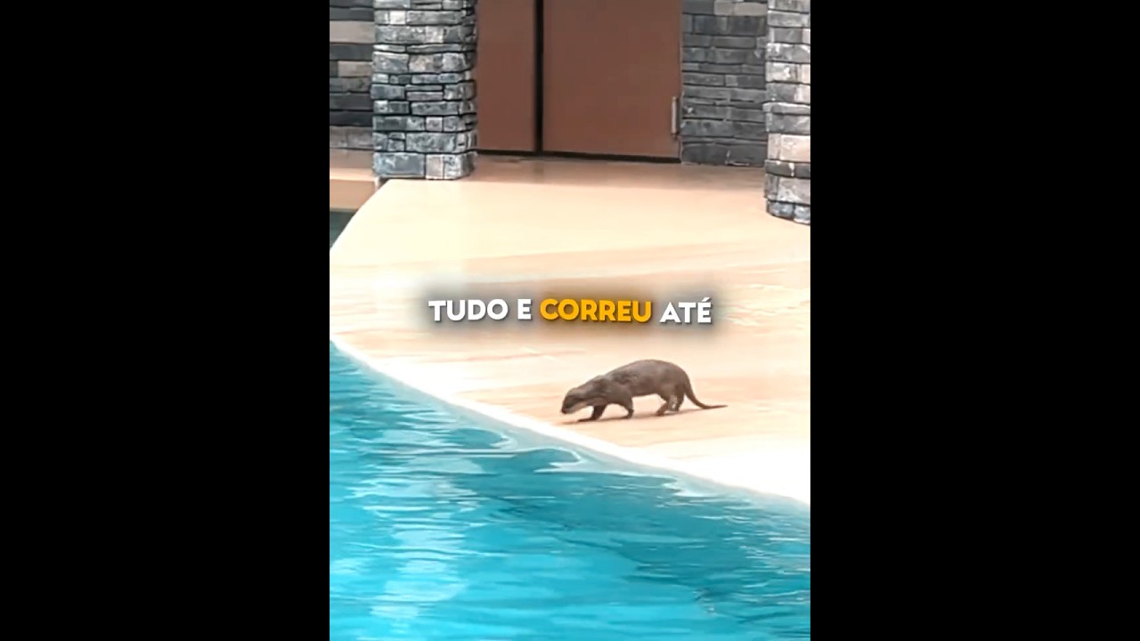 Lontra Fez o Que Ninguém Esperava 😳🦦 #shots