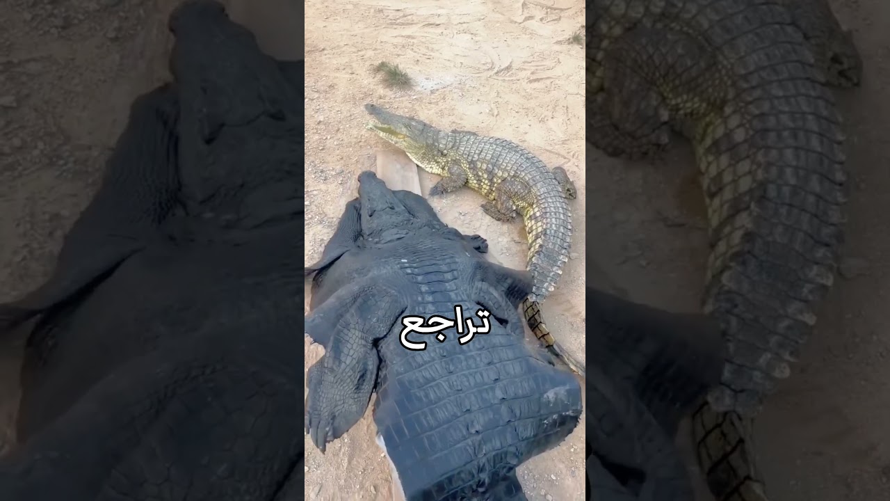 يبدو ان التمساح اكتشف الخدعة😂