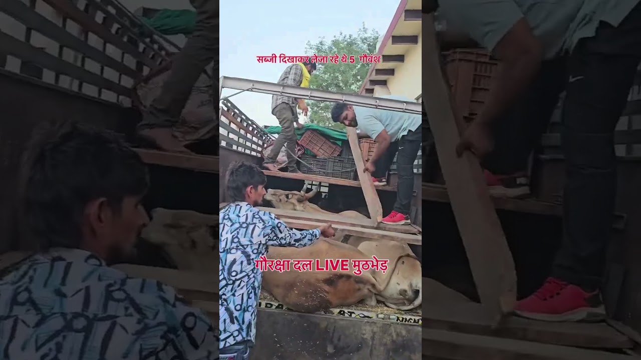 Gaurakshaks save 5 cows