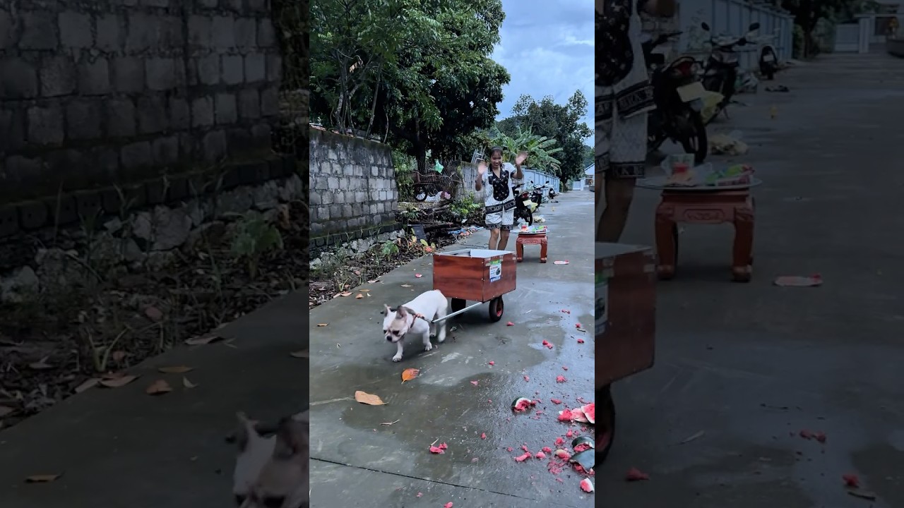 THE LOYAL DOG SPENT HIS OWN MONEY TO BUY SNACKS FOR HIS HUNGRY LITTLE OWNER 🐶💖
