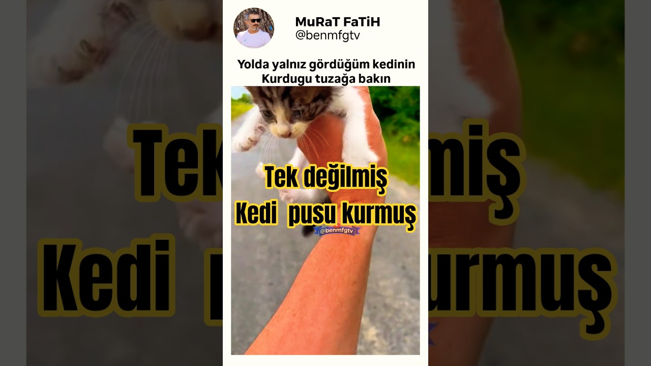 Birazdan Olacaklara İnanamayacaksınız... #kedi #yavruhayvanlar #shortsvideo