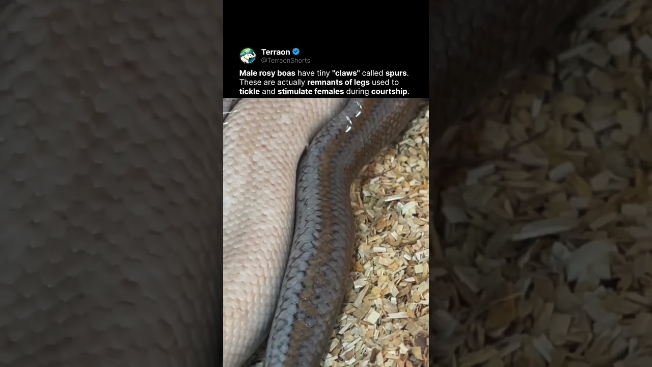 How male snakes "flirt" 🐍❤️