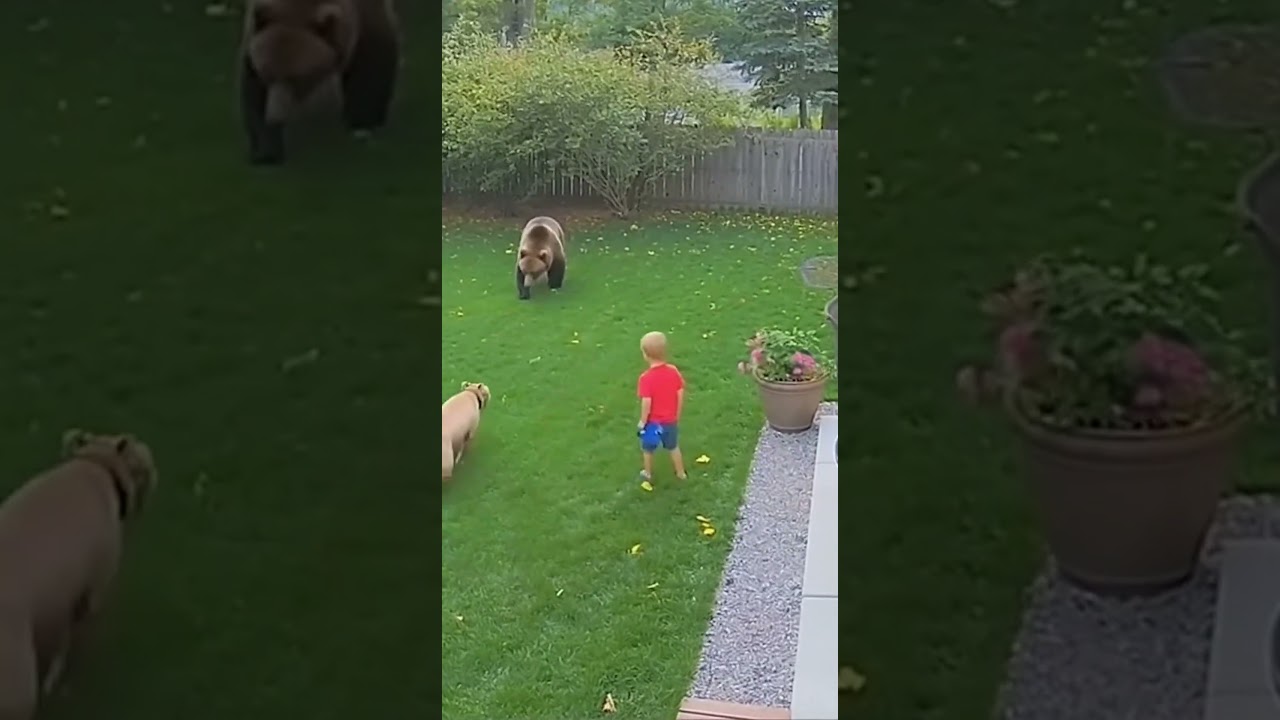 Pitbull vs wild bear to protect the boy #wildlife #pitbull #dogshorts