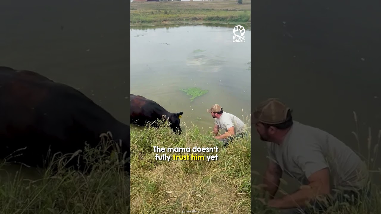 Mama cow stops truck and asks for help 🥹 - Published by We Love Animals