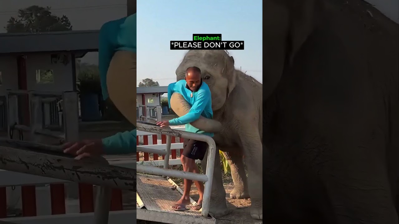 This elephant won't let him leave 🥺