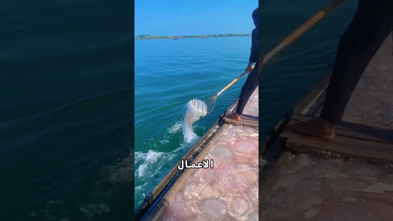 لماذا يضع هذا الرجل قدمه فوق قناديل البحر؟ 😱