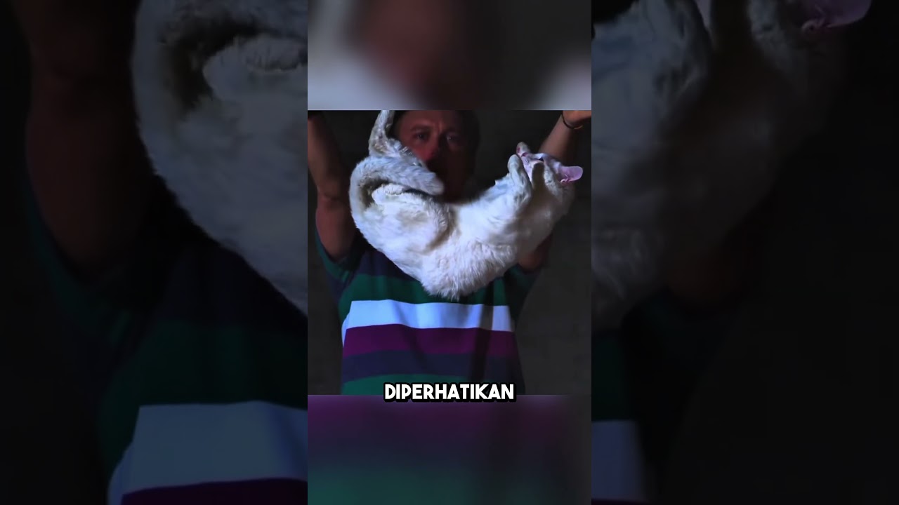 Kenapa Kucing Bisa Membalikkan Tubuh Dengan Sempurna di Udara?