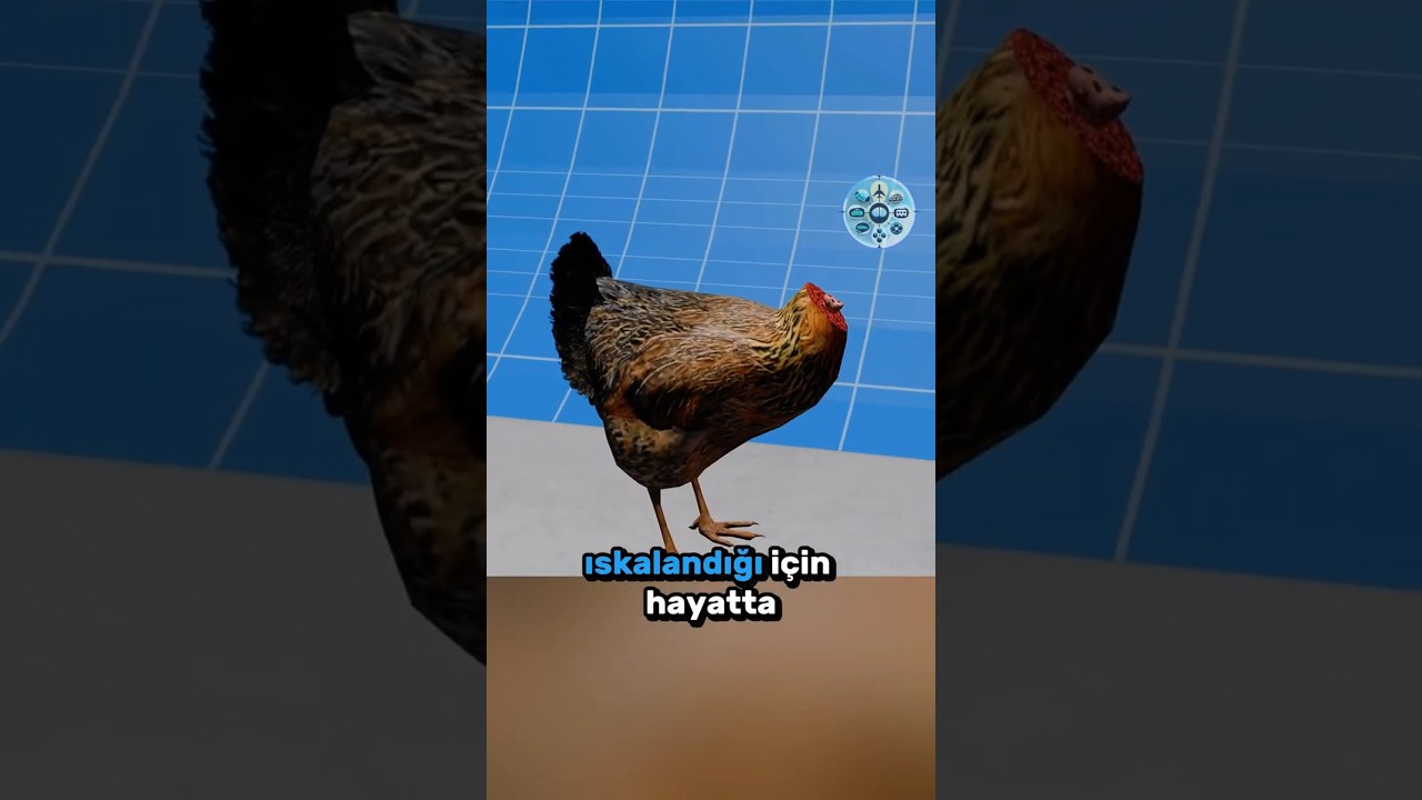 Kafasız Yaşayan Mucize Tavuk Mike 🐔🩸🧠