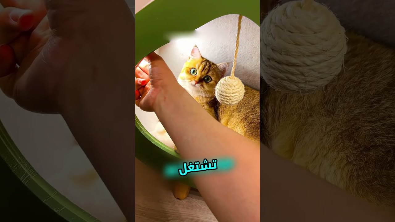 هذا الرجل ماخلا قططوا يناموا 😭 #shortvideo