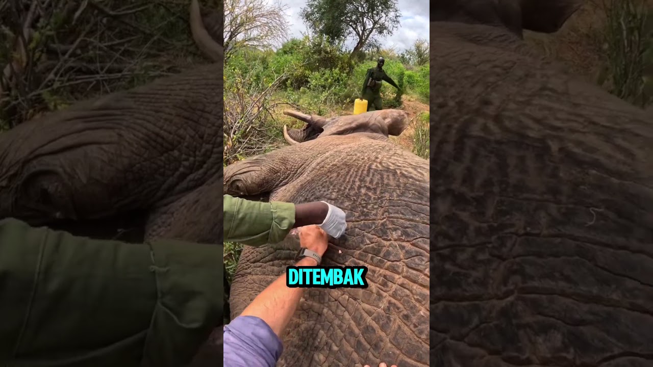 Menyelamatkan gajah liar