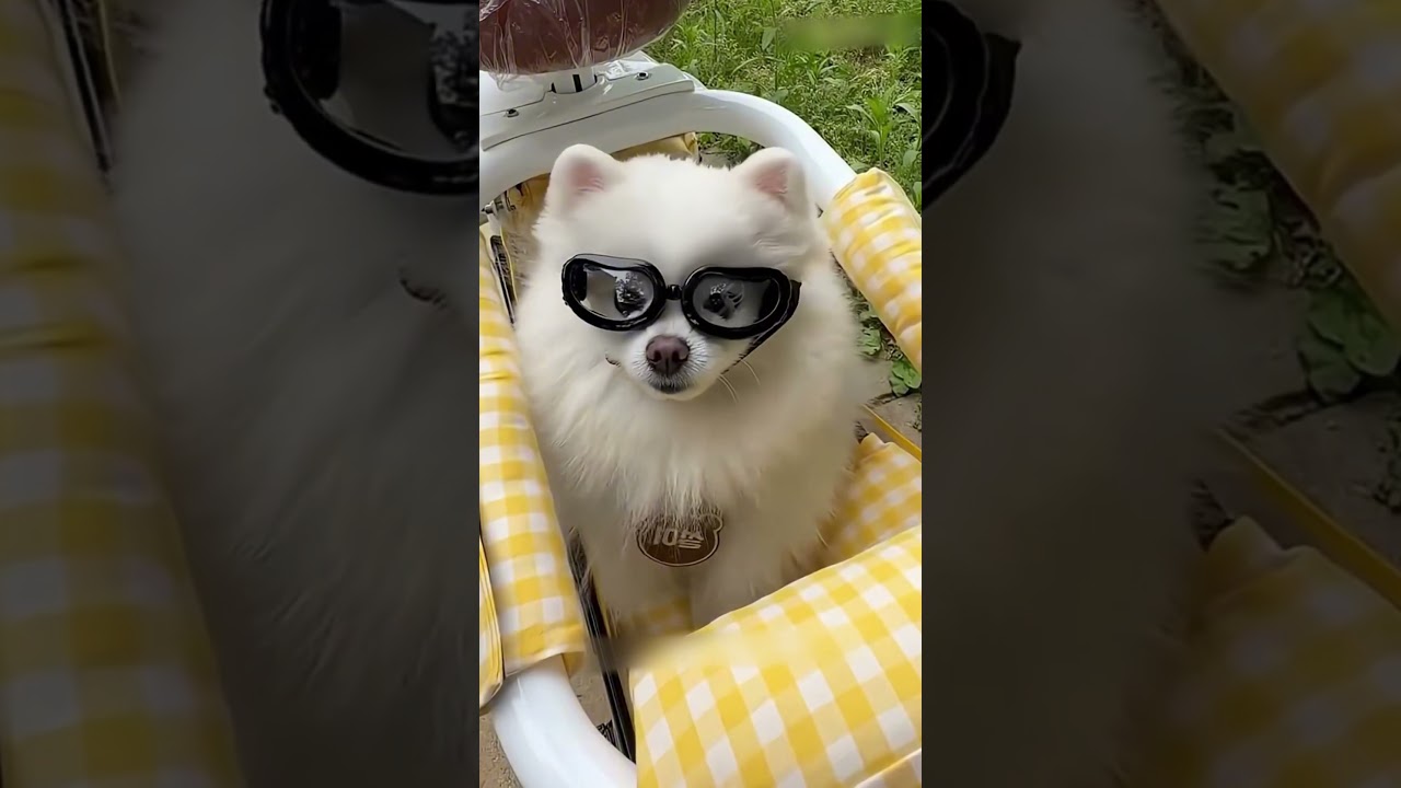 Meu cachorro Ganhou um presente! 🫶(Parte 02)