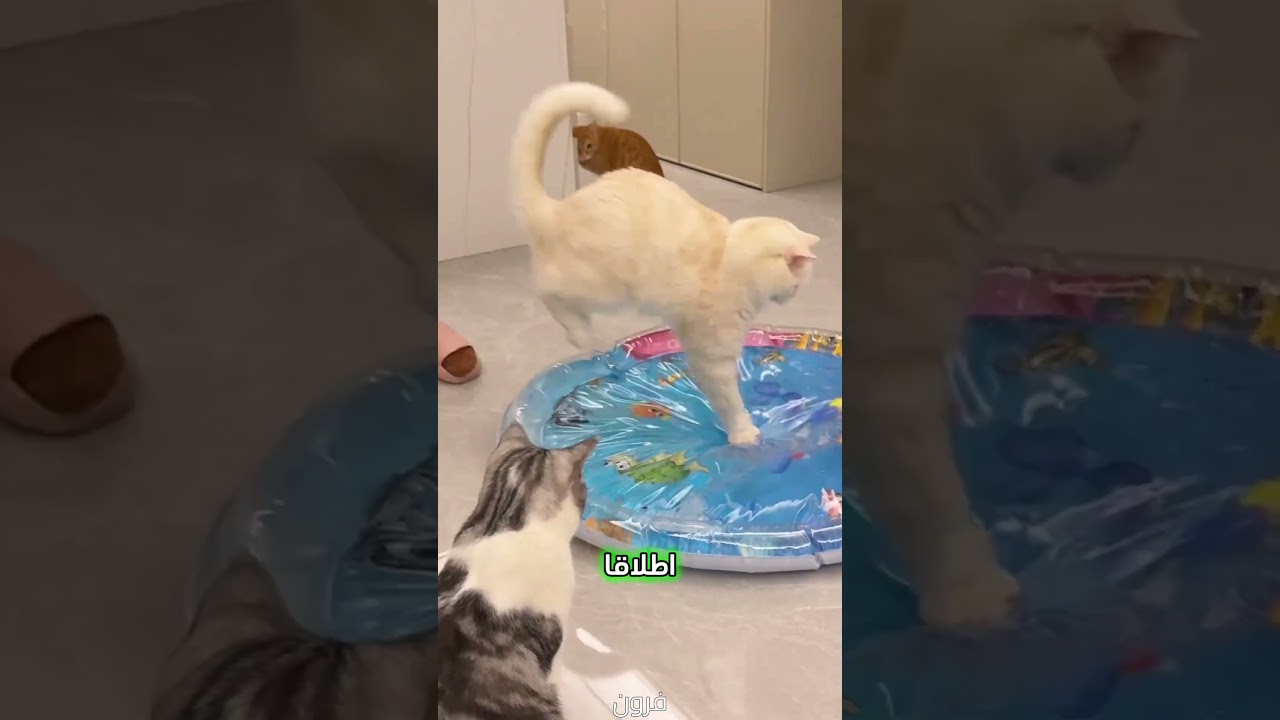 لماذا سرير الماء ليس مناسبًا للقطط؟ تجربة مضحكة!" #cat #قطط