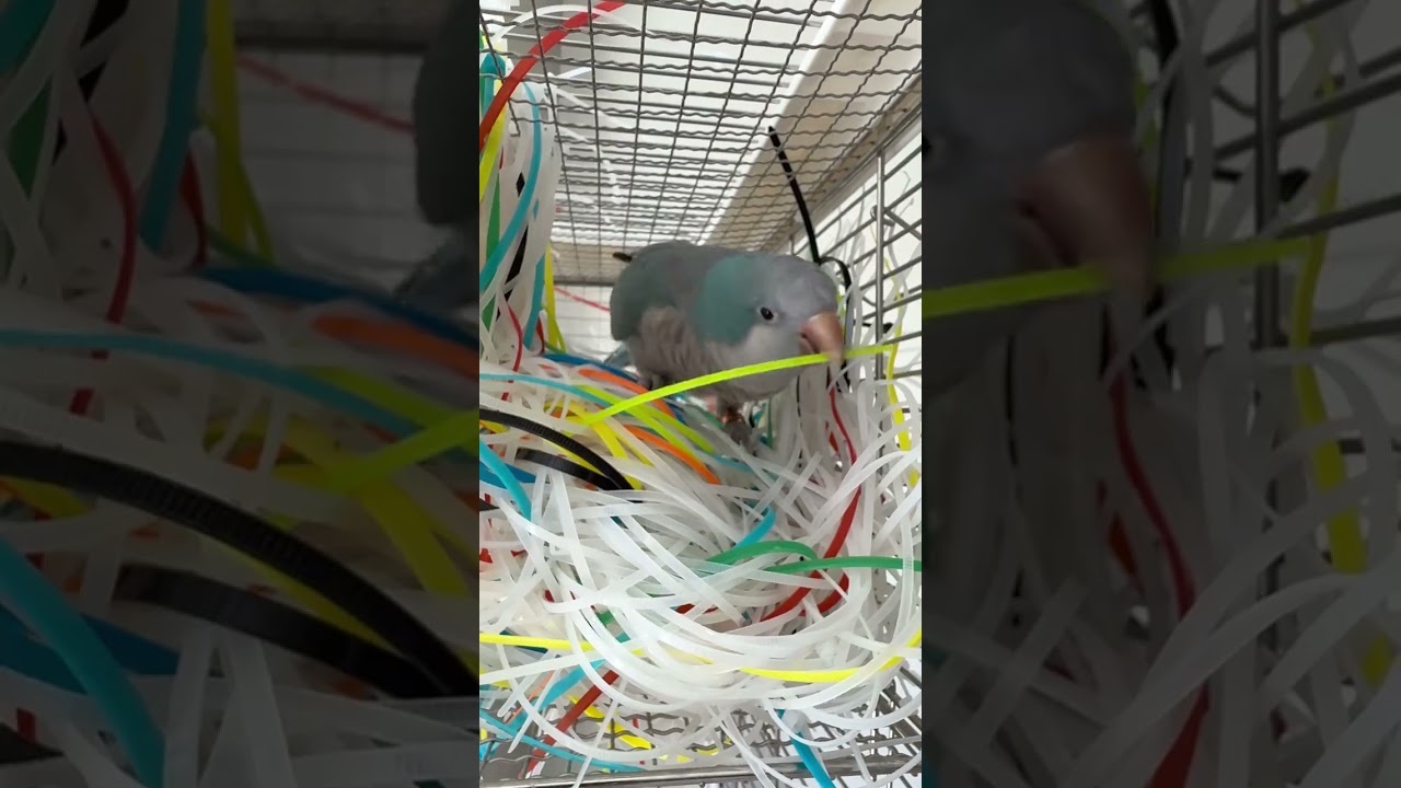 Everyone says Fu Dan has blueprints in his head—what do you think #ParrotsAreSoCute #Playi