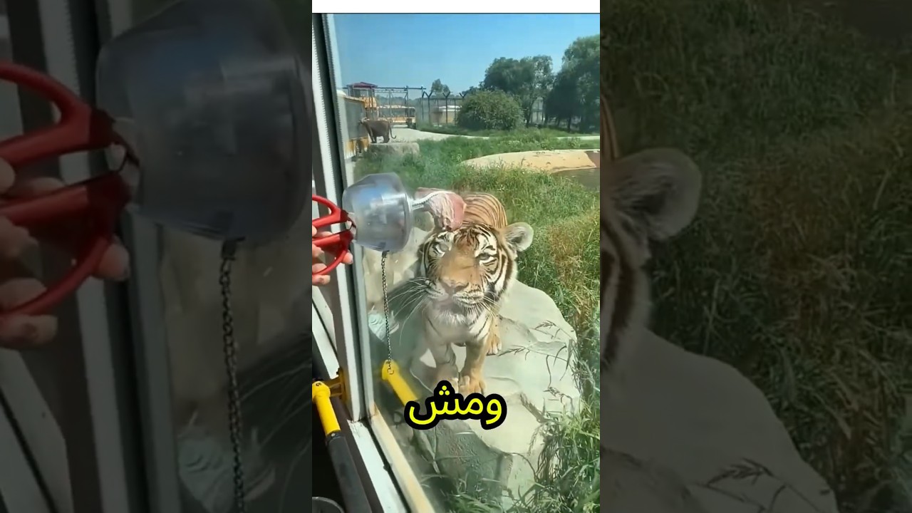 يماما اهربي النمر جاي وهيعضك🐯😨💥