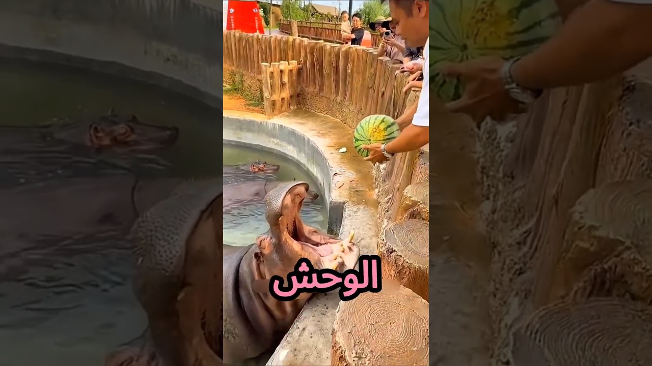 ينهر! الوحش فاتح بُقه وهيعضّك يا بابا😨👹💥