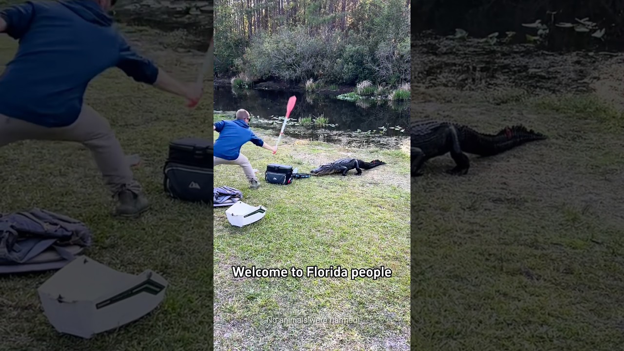 Only in Florida #florida #crocodile #funny #fyp