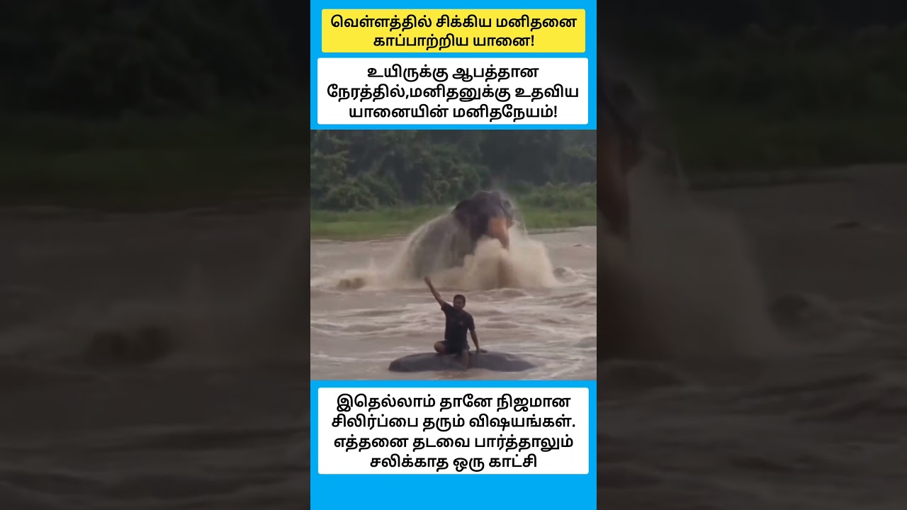 மனிதனுக்கு உதவிய யானையின் மனிதநேயம் #shorts